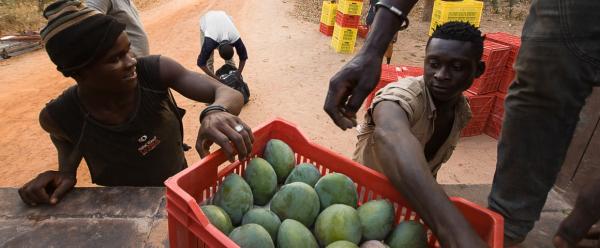 Transport de mangues destinées à la filière export (Sénégal) © R. Belmin, Cirad